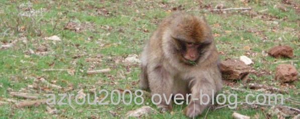 macaques de Barbarie (Macaca sylvanus) ou singe magot, dans une forêt de cèdres du moyen-Atlas marocain