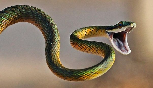 Un serpent 