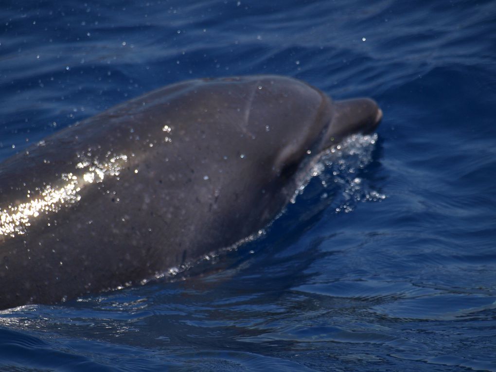 Grands dauphins
(Tursiops truncatus)
Population residente 
Tenerife, Canaries.