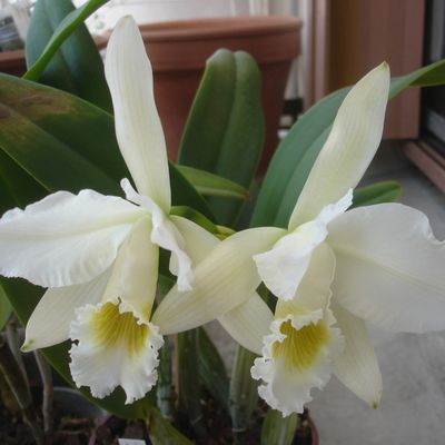 Cattleya Gaskelliana var alba
