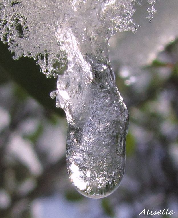 Album - givre--glace- neige