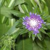 Stokesia Laevis 'Blue Star'