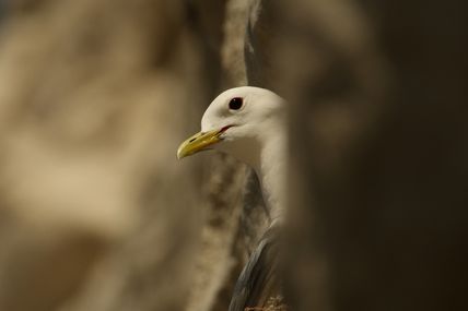 Mouette tridactyle (Rissa tridactyla)