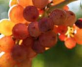Traminer Producers Australia Vineyards 