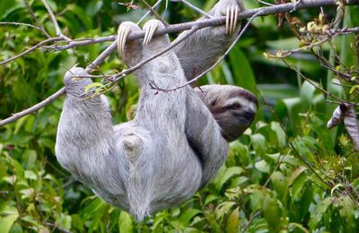 Manuel Antonio