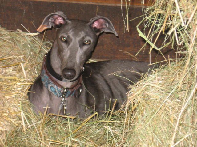 Album - Les-chiens-et chats-de-la-Licorne