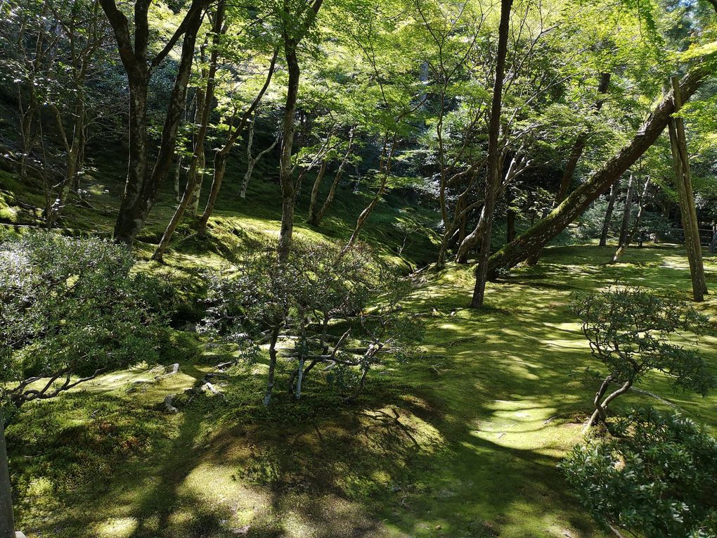Les jardins à la japonaise sont absolument époustouflants ! Je ne suis pas particulierement jardinophile, contrairement à mon padre, mais l'esthetisme qu'on y trouve est profondément apaisant et de toute beauté !         Bien loin de la rigueur des jardins à la francaise, parfaitement ordonnés et rectilignes, héritage de Versailles et du temps de Louis XIV, les jardins à la japonaise se caractérisent par un enchevetrement très plaisant d'arbres et d'arbustes, d'eau qui coule, et de pierres et jardins de gravier.      2 philosophies qui s'affrontent, l'une d'une nature dominée et maîtrisée, l'autre d'un aménagement harmonieux et respectueux de la nature... et l'harmonie est vraiment le terme qui désigne le mieux mon ressenti en contemplation devant eux !        D'ailleurs, les japonais y sont très sensibles... Il faut voir la taille des arbres dans leurs maisons, ou comprendre que en période de printemps pour les cerisers en fleurs, ou à l'automne quand les feuilles des arbres prennent des couleurs rouges-jaunes-orangées, les parcs et jardins sont full of people et les hotels de la ville bondés !        Je vous laisse apprécier ces débuts d'automne déjà très prometteurs...