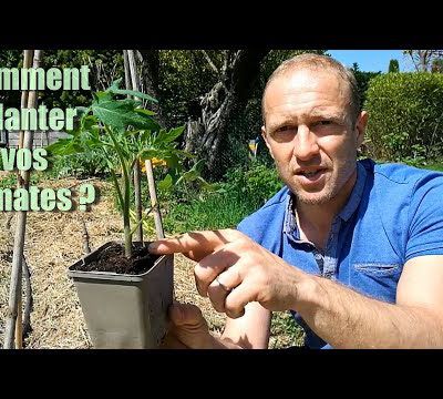 Permaculture 4 : Comment planter vos Tomates ?