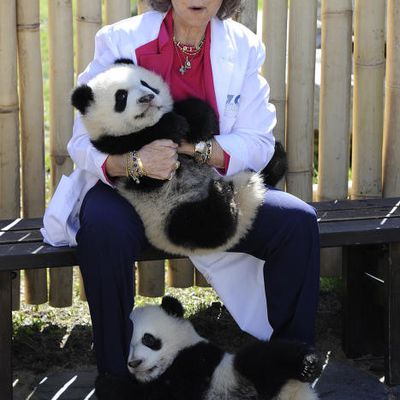 La reine Sofia en compagnie de bébés pandas