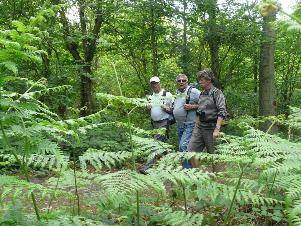 Marche "Le Mont Joli Bois" à partir de Criel sur Mer