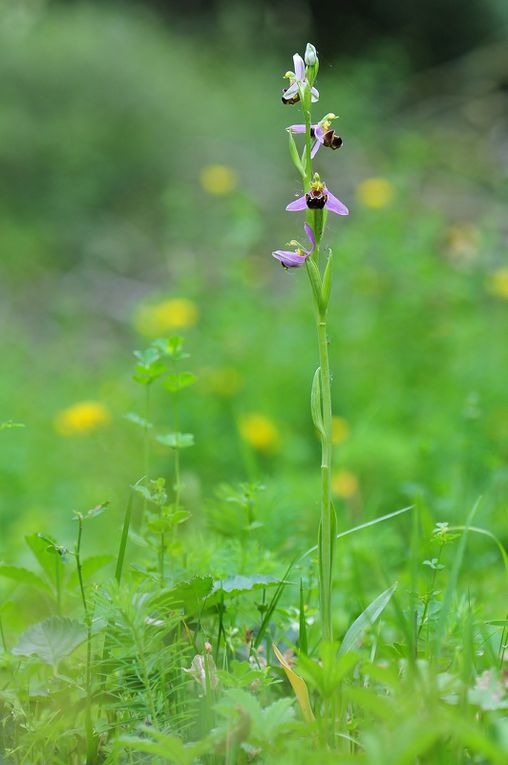 Ophrys abeille (ophrys apifera).