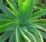 Cette plante purifie l’air de votre maison en absorbant les toxines