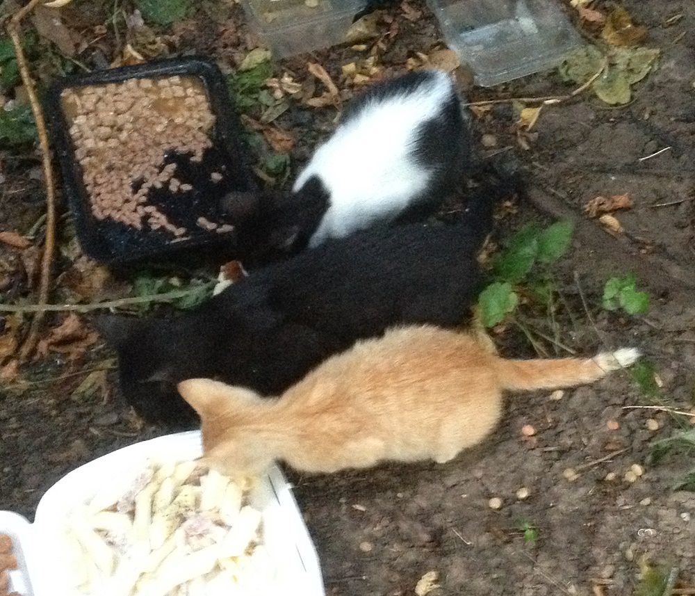 stray homeless cats eating des Chats 