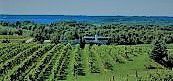 #White Merlot Producers Michigan Vineyards