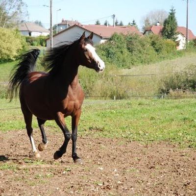 Tour de France à cheval en autonomie