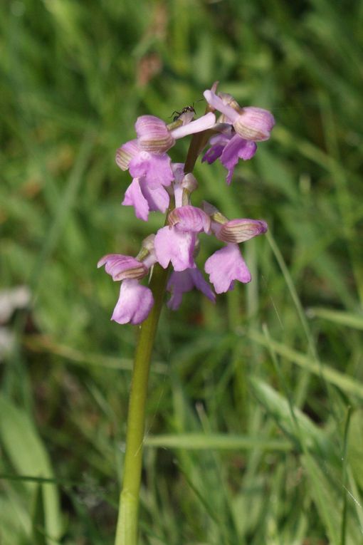 Album - orchidees-de-Touraine