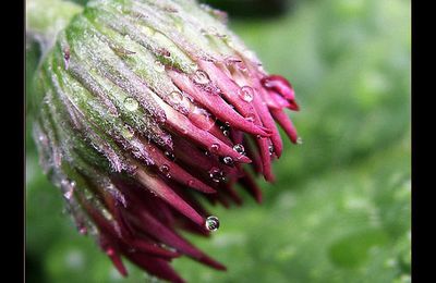 4 gouttes de pluie