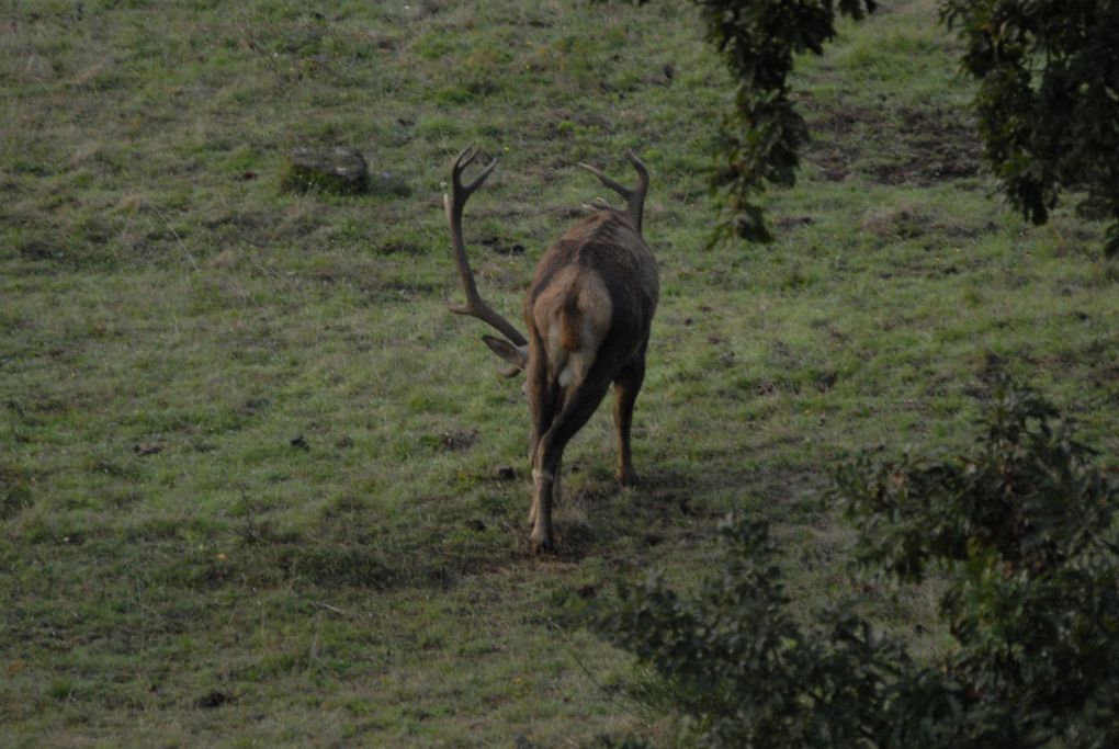 femmina, Riserva Naturale Acquerino-Cantagallo