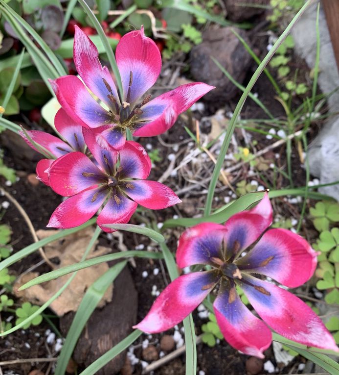 Les fleurs du mois de mai dans le micro jardin urbain (en 2019)