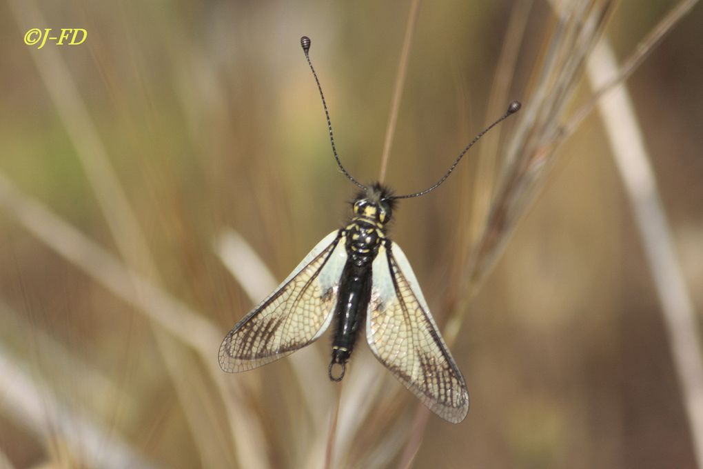 Album - Fleurs et insectes d'Italie (2)