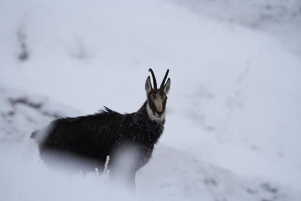 Photos de Chamois