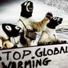 Ours polaires: ambassadeurs du réchauffement climatique!