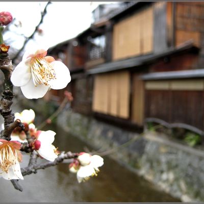 Mon 1er et inoubliable grand voyage : le Japon