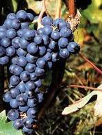 #Dolcetto Wine Producers South Coast California Vineyards 