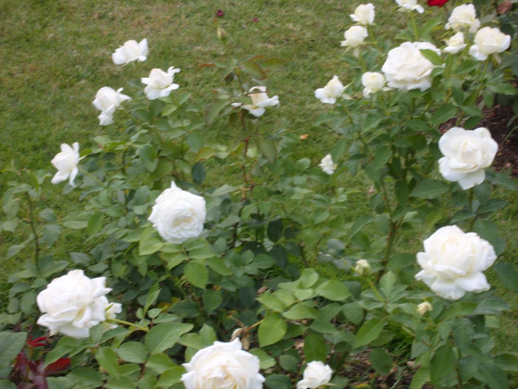 Au travers de quelques photos prises dans le parc floral de Poitiers nous adressons Leuagn et moi une bonne fête à toutes les mamans thaïlandaises et nous leur dédions ces images.