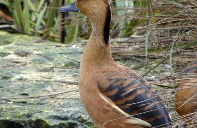 Bioparc de Doué-la-Fontaine, la grande volière :dendrocygne fauve