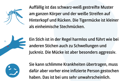 Tigermücke im Stadtgebiet Würzburg nachgewiesen - Verdachtsfall in Veitshöchheim