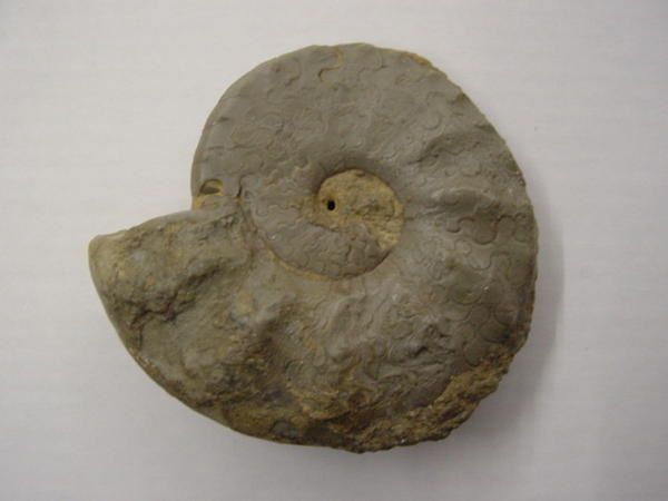 <p>
Cet album reprend une série de fossiles provenant d’Alsace et de Lorraine, originaires de ma collection personnelle.
</p>
<p>
Ils datent du Trias, Jurassique et Lutétien.
</p>
<p>
Excellente visite !
</p>
<p>
Phil « Fossil »
</p>