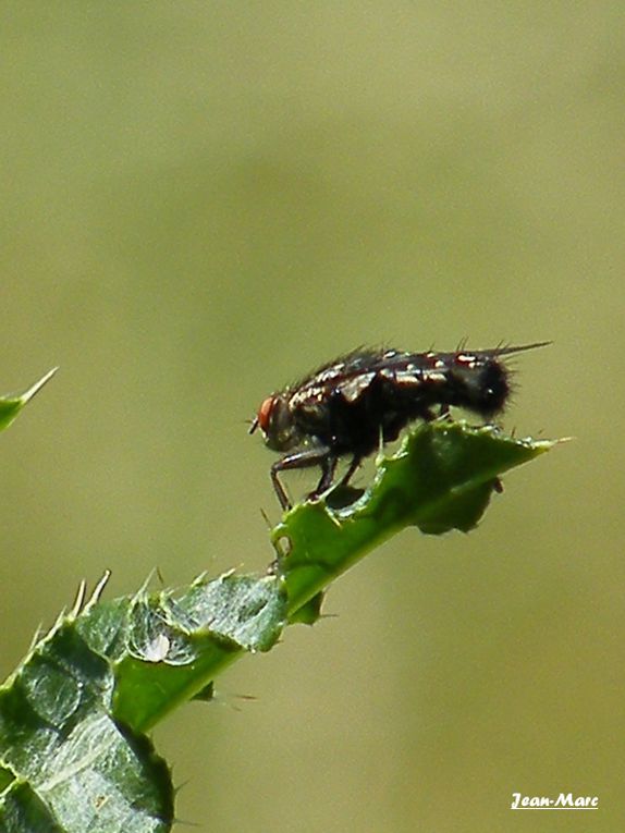 Album - Les-insectes