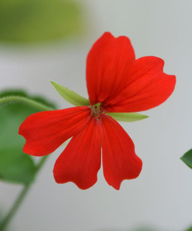 Voici un aperçut des fleurs qui m'entourent 