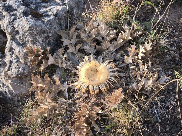 Septembre sur le causse Mejean