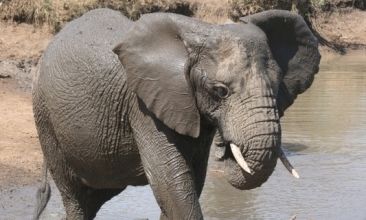 Les éléphants