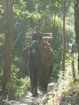 Thailande, Chiang Mai, Géant vert