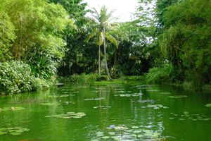 Le jardin botanique de Deshaies en Guadeloupe