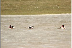 Tadornes marais Onival le 28 mars 2016