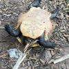 Justice pour des tortues retrouvées empalées dans le Var !