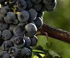#Claret Producers New York Vineyards