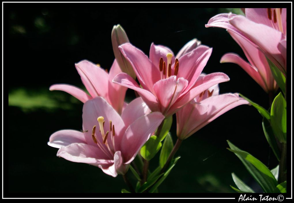 Album - Le-printemps