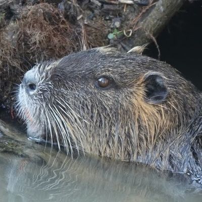 Journal du reconfinement/Acte 3 'Le Ragondin'