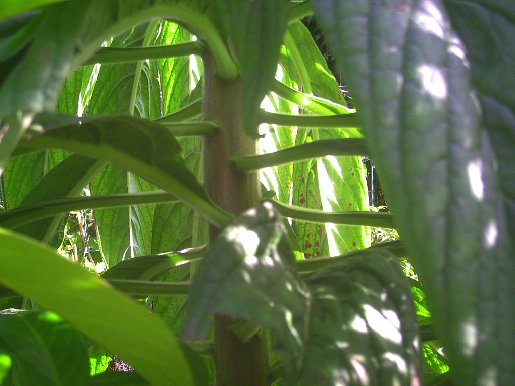 Album - les troncs d'echium pininana