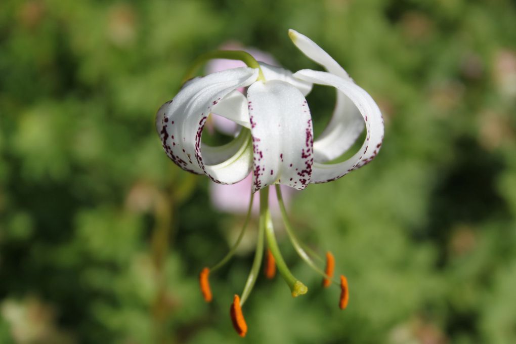 Album - Jardin-Metis