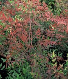 le nandina " domestica " ou " bambou sacré "