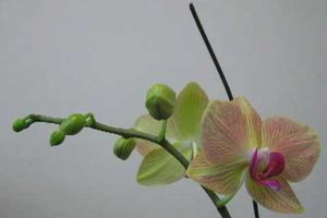 Naissance accélérée d'une fleur de Phalaenopsis