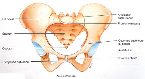 La Mobilite Obstetricale Partie 1 Introduction Passion Sage Femme