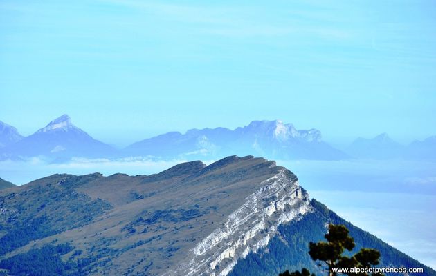 La tête chevalière