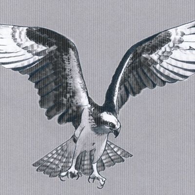 Pas à pas "Aigle Joë" réalisé par Eric ...
